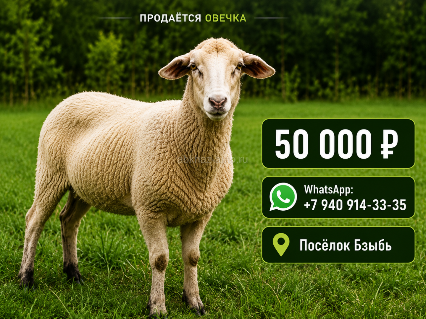 Овечка