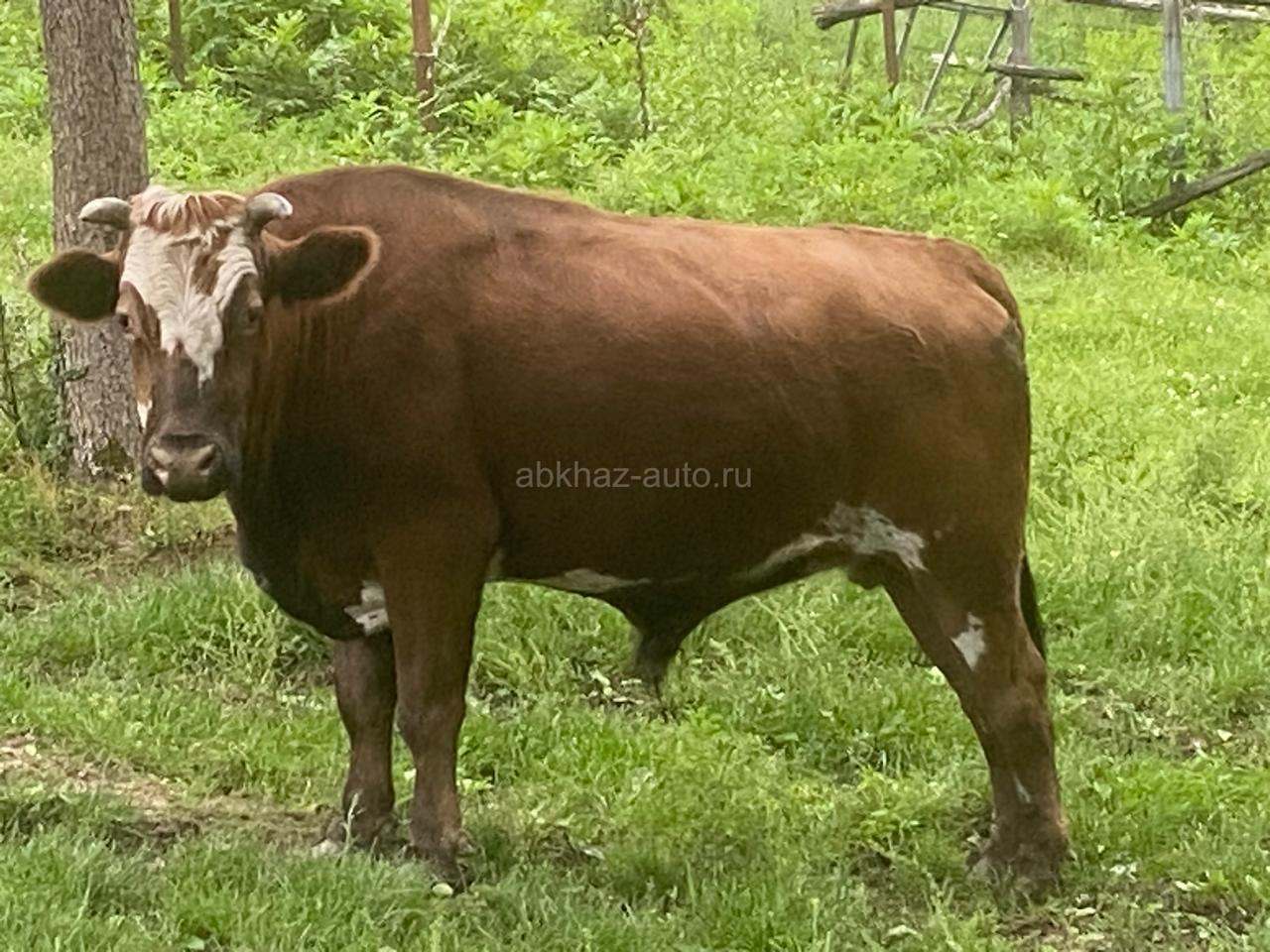 Красивый большой Бык
