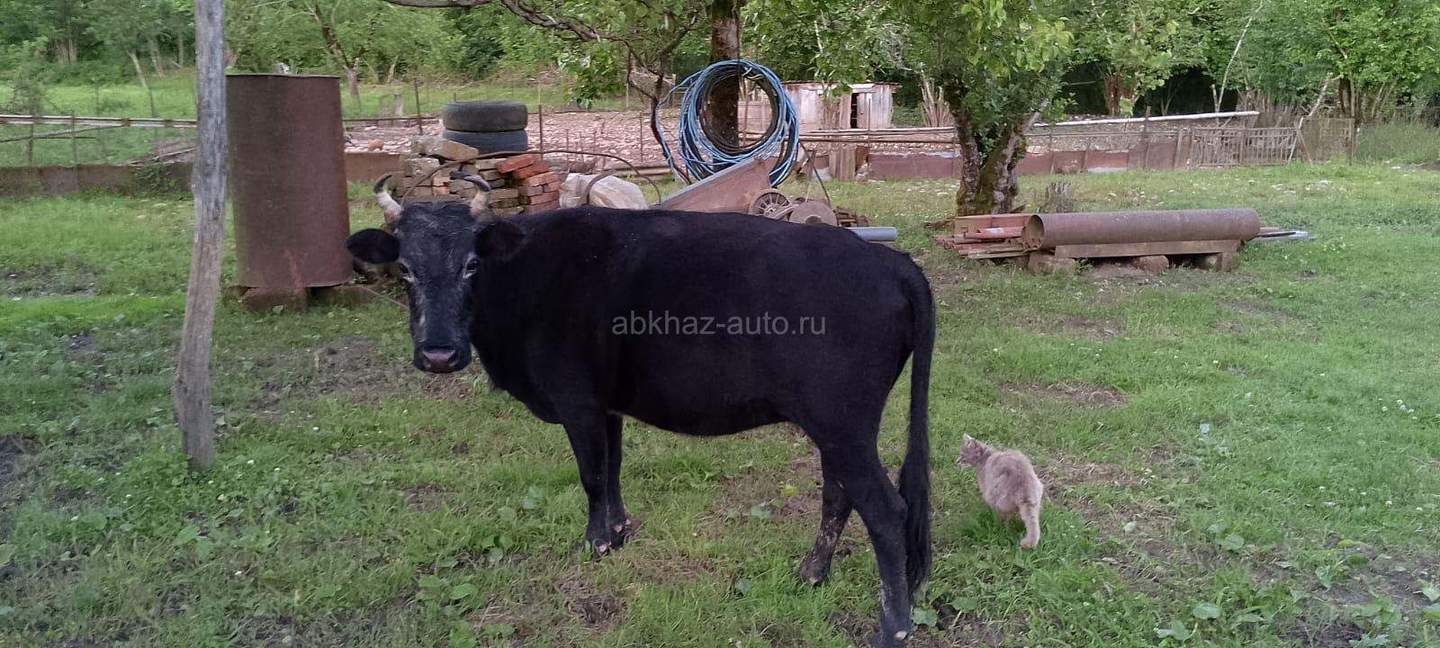 Корова