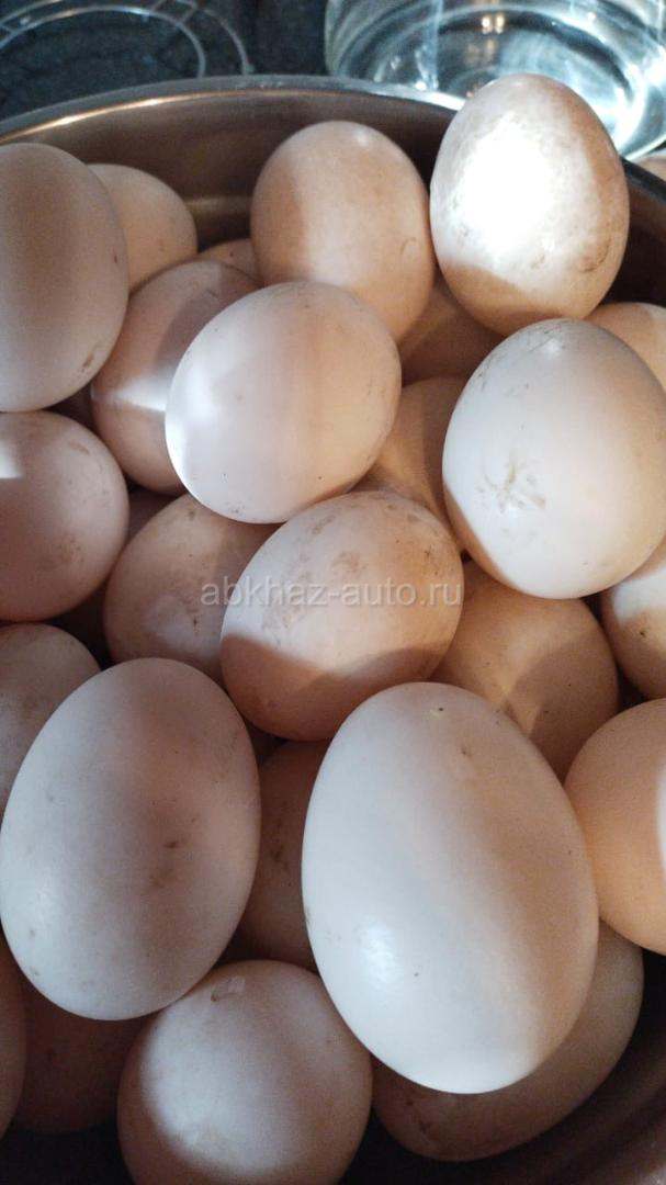 Утиные яйца