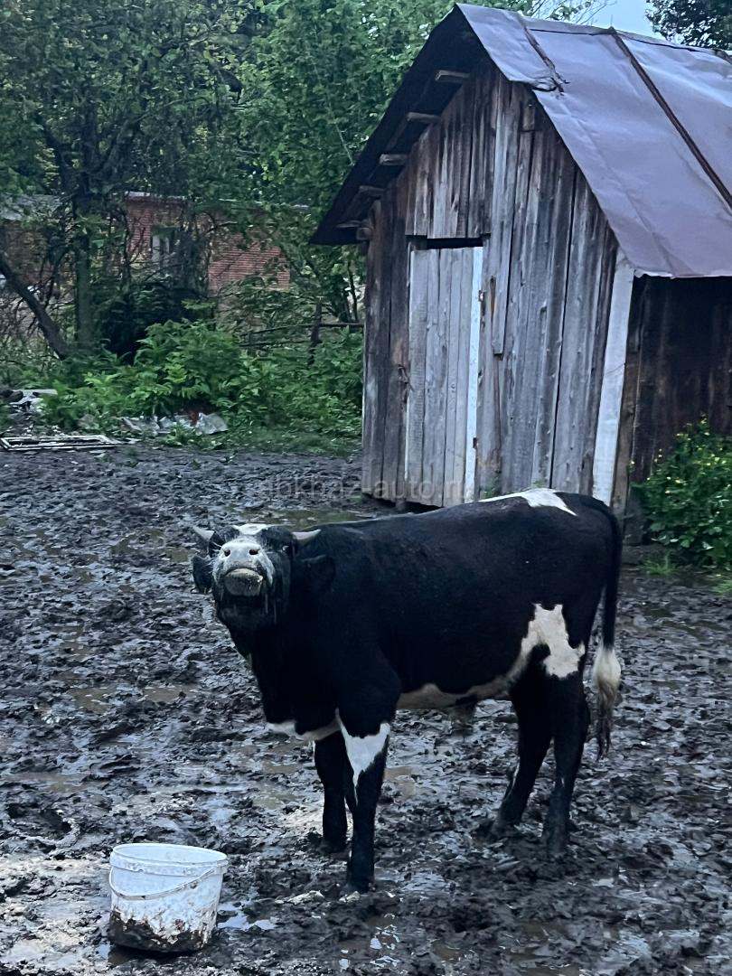Бычки оптом 9 голов