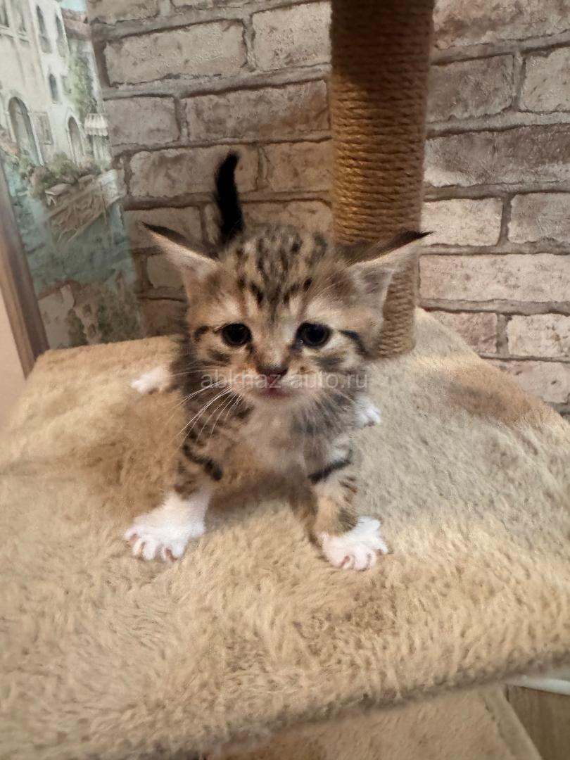 Котенок тигровый мальчик