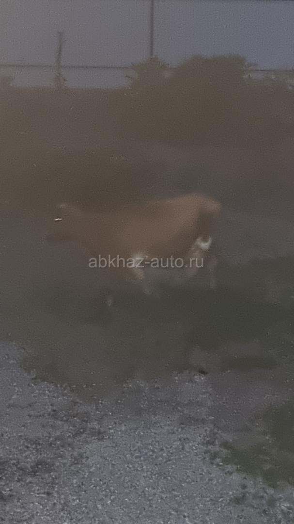 Две дойные коровы