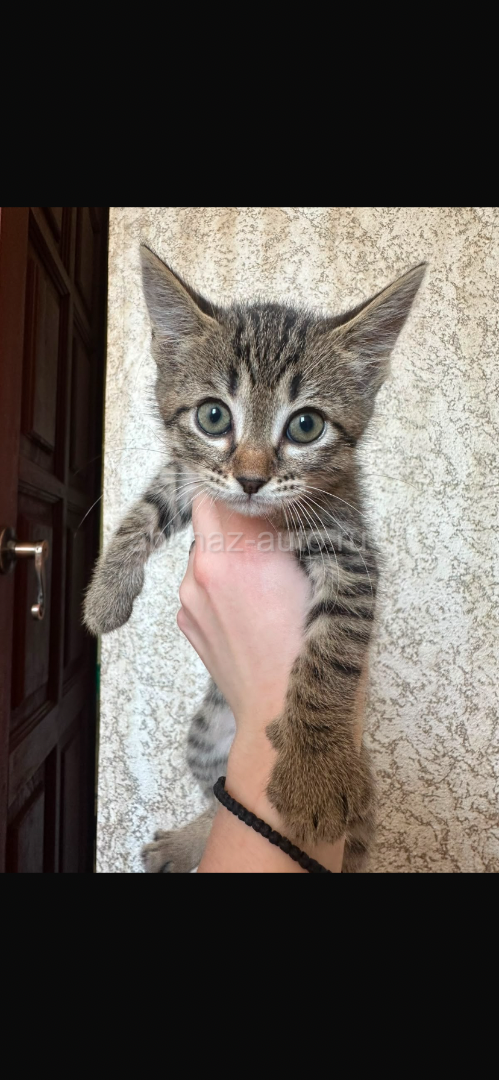 Отдадим котят