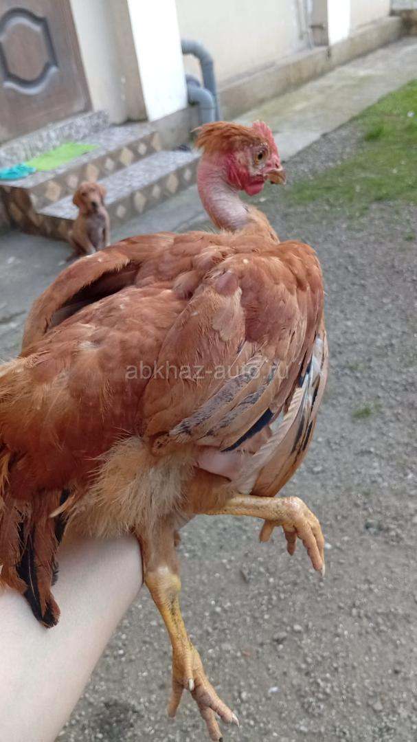 Цыплята