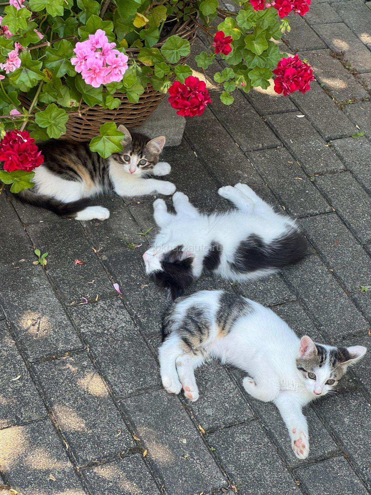 Котятки