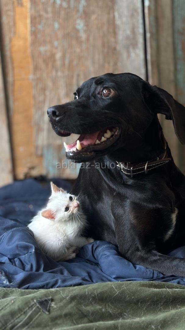 Котенок 1 месяц