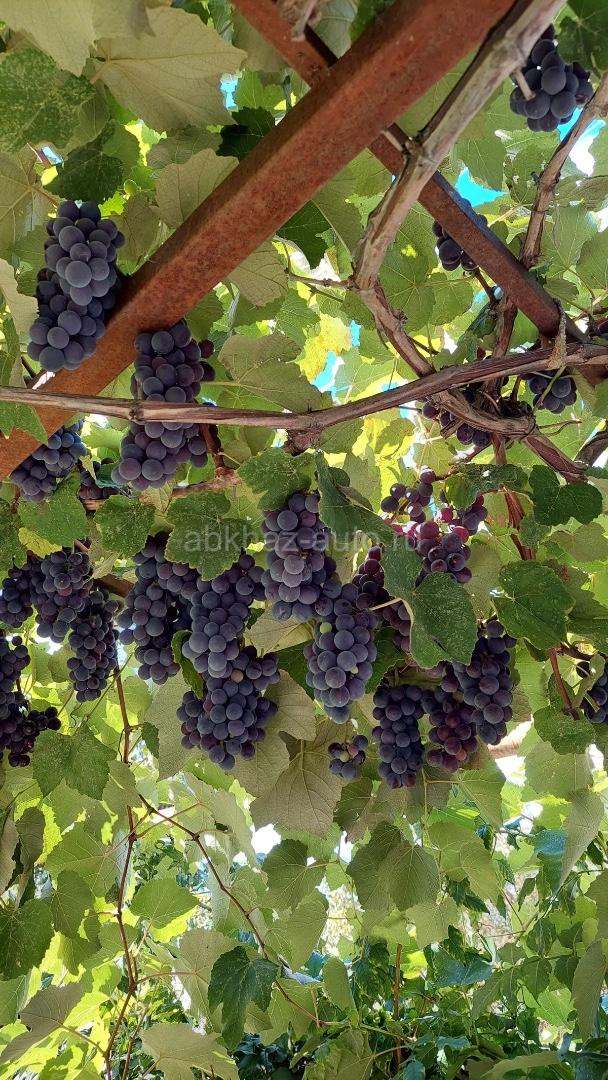 Вино из трех сортов винограда: Изабелла, Качич и Молдавский