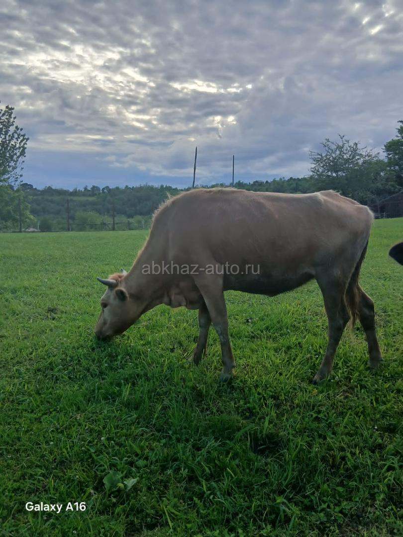 Корова