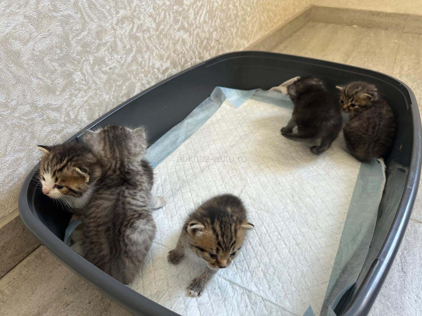 Котята британские прямоухие и вислоухие