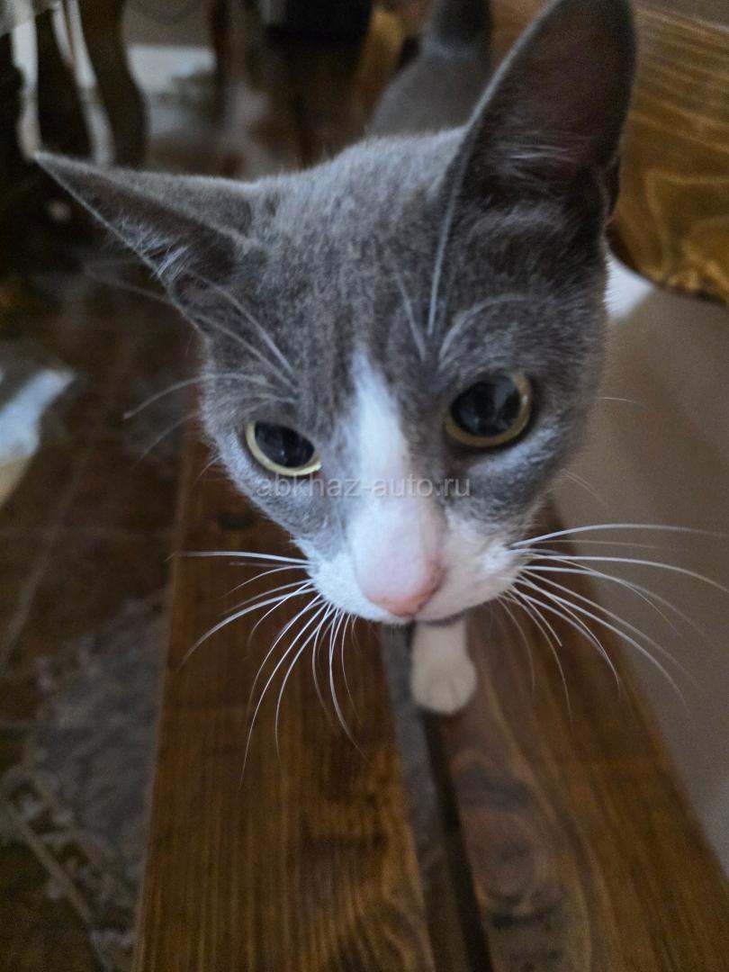 Отдам хорошую кошку в дар