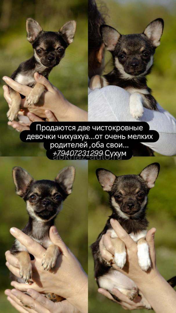 Щенки чихуахуа
