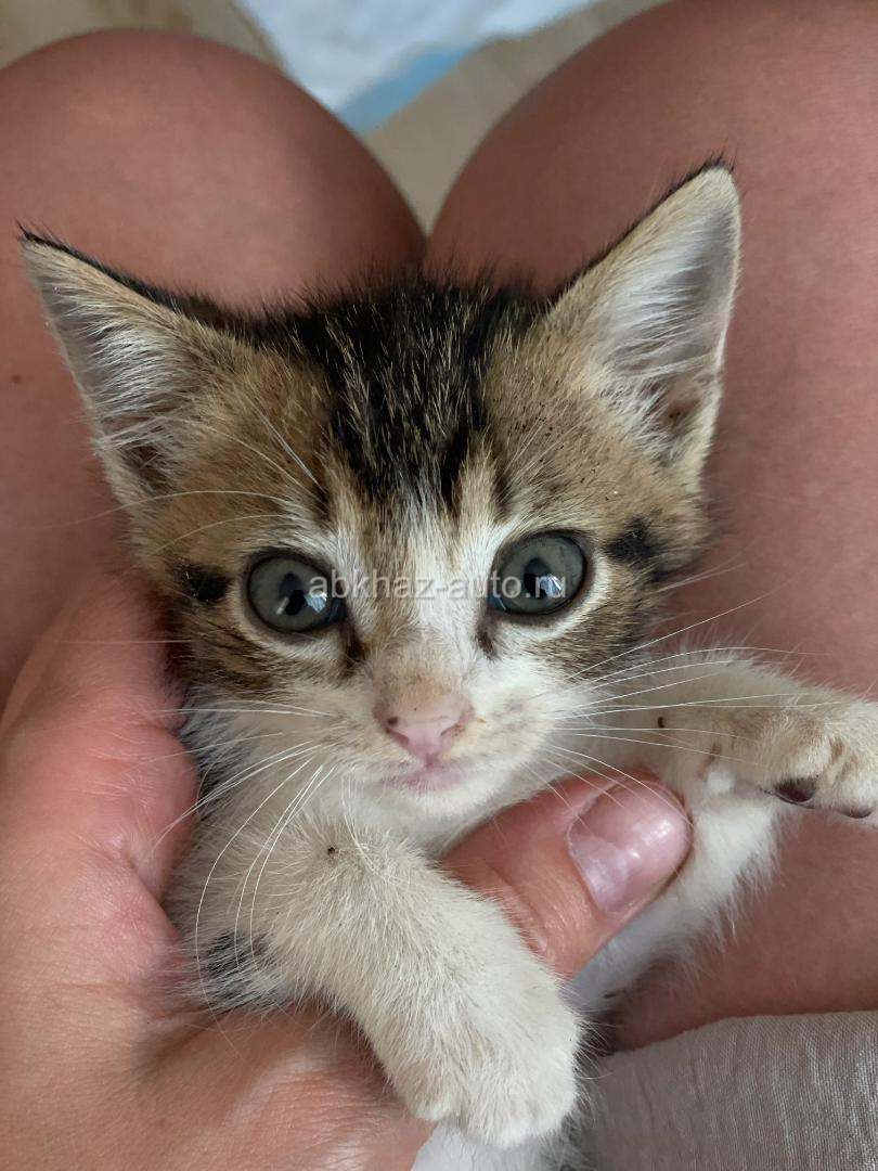Котенок на счастье