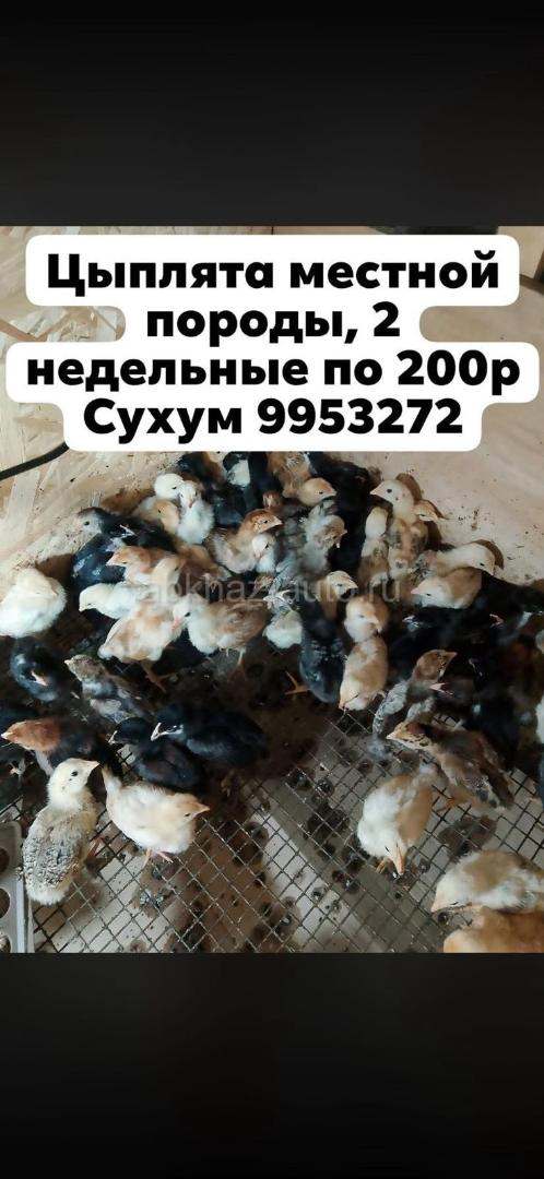 Цыплята из местных пород