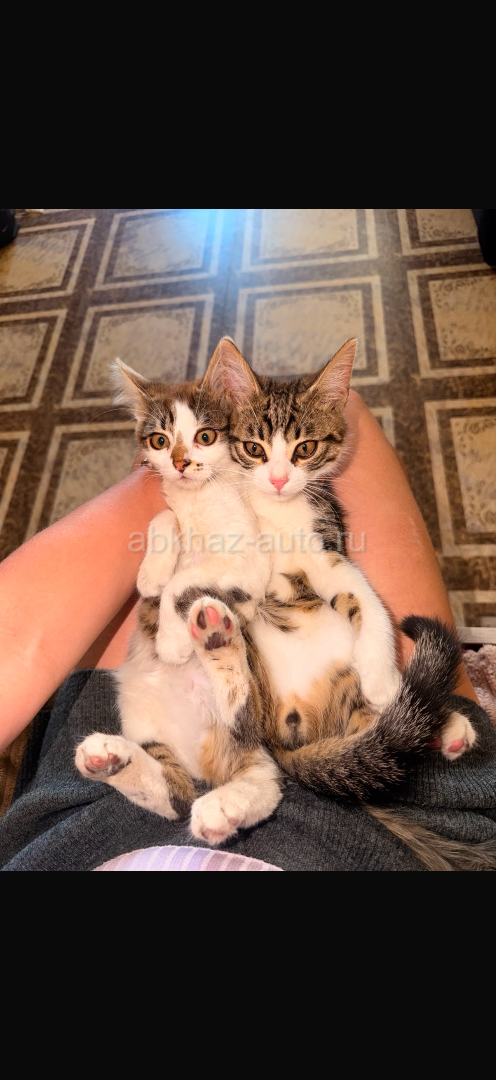 Котята 3 месяца