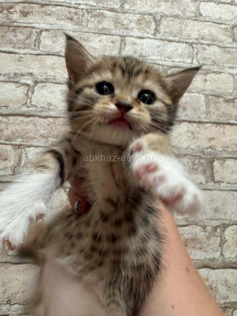 Котенок мальчик