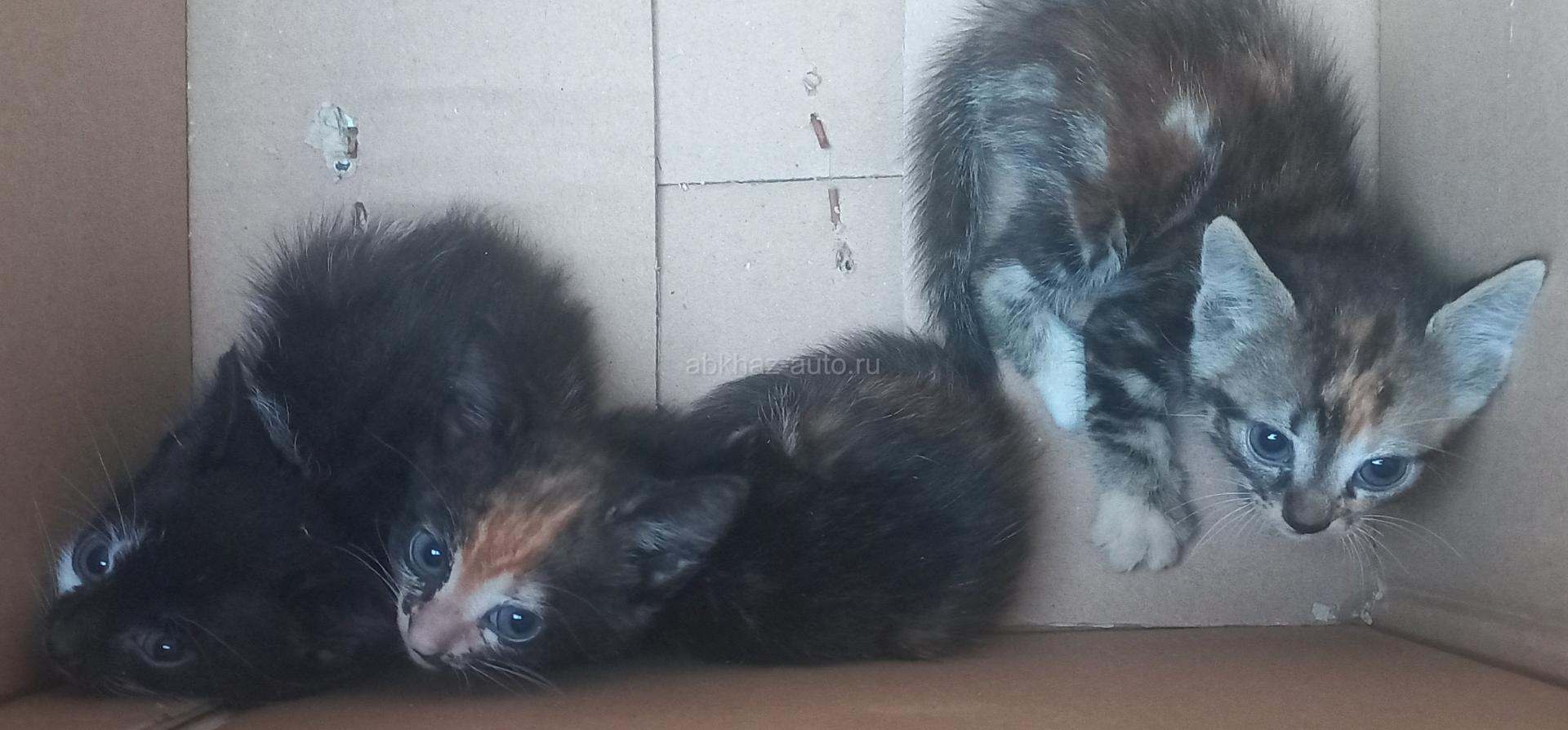 Отдам котят в добрые руки