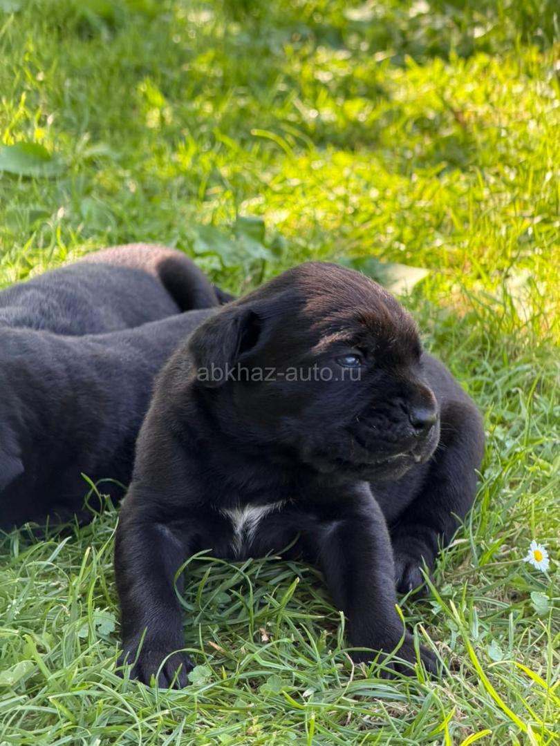 Щенки кане-корсо