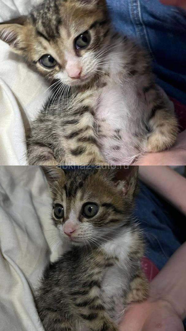 Котенок мальчик 2 месяца
