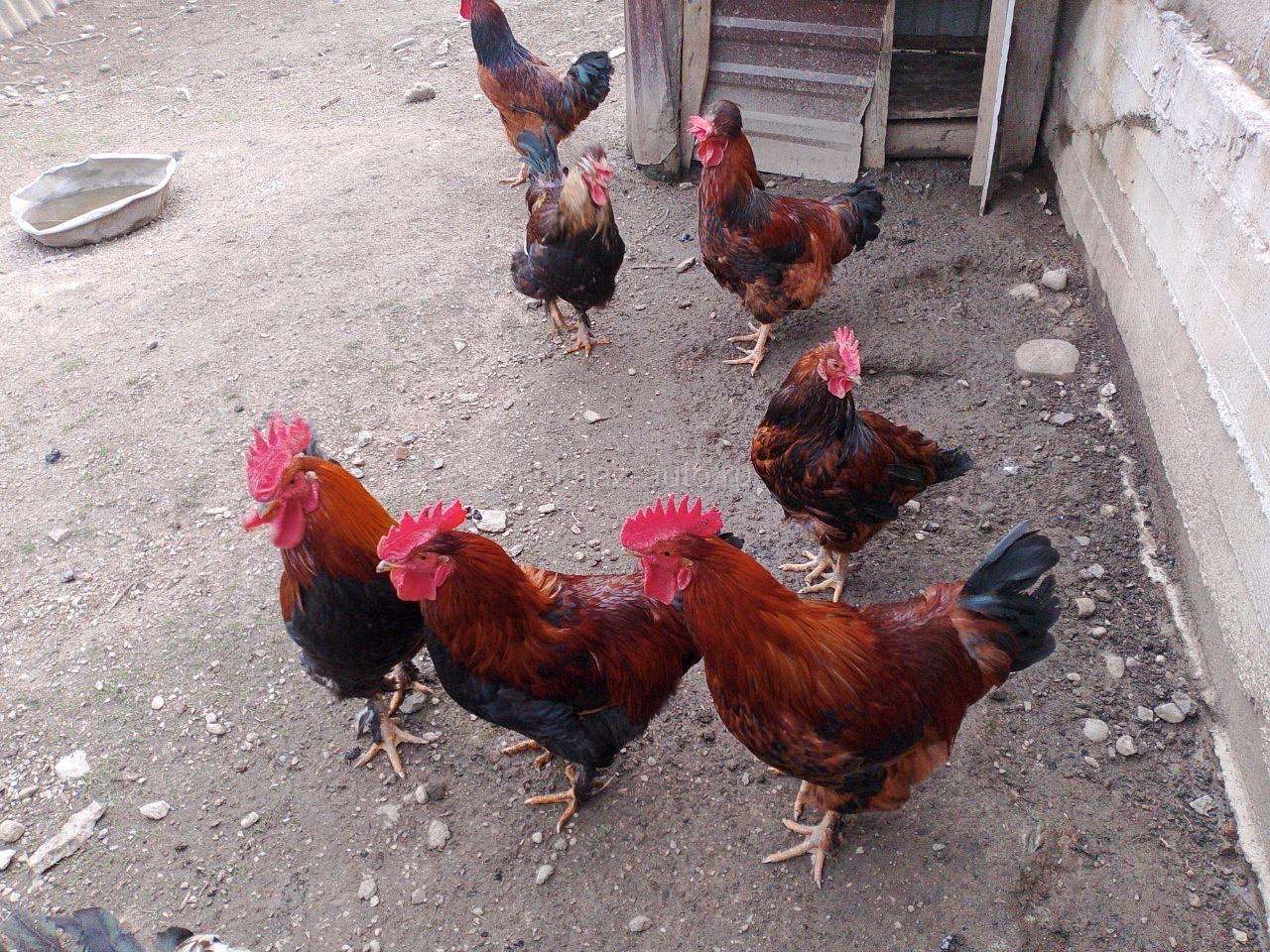 Куры, петухи и индюк