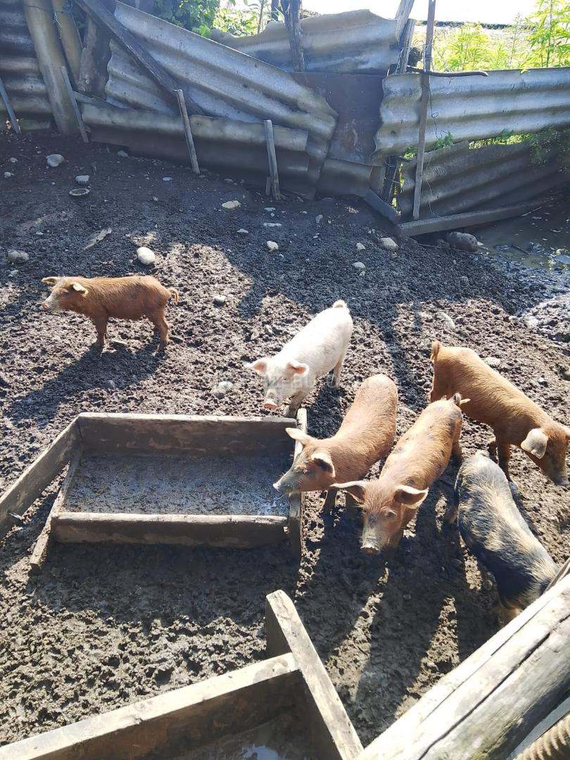 Поросята