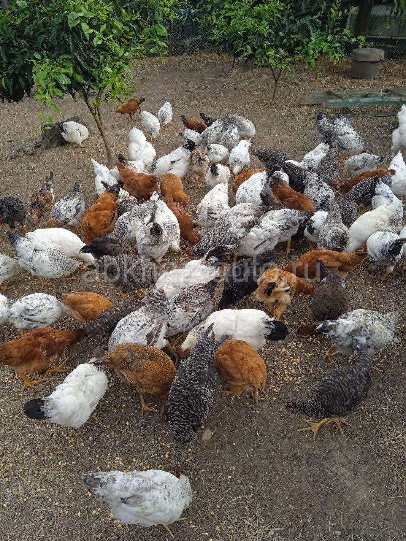 Куры и петухи