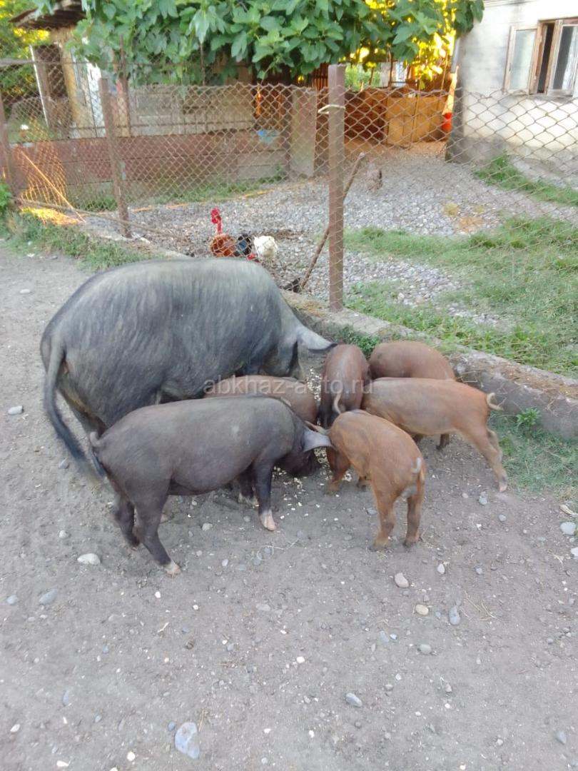Продаю