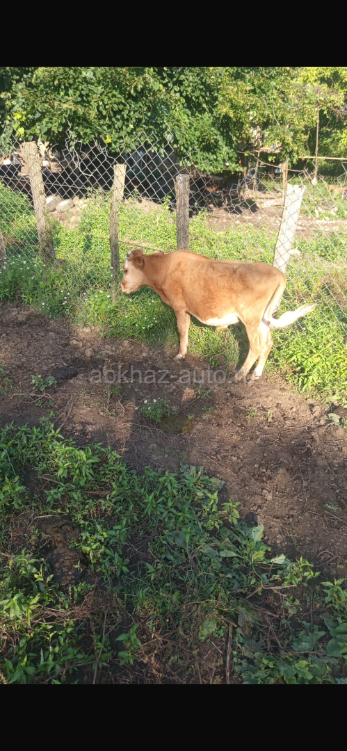 Бык Коза Корова