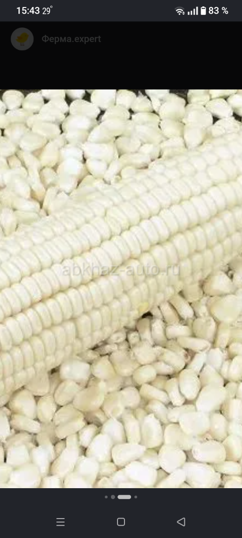 Продаётся кукуруза белое 85