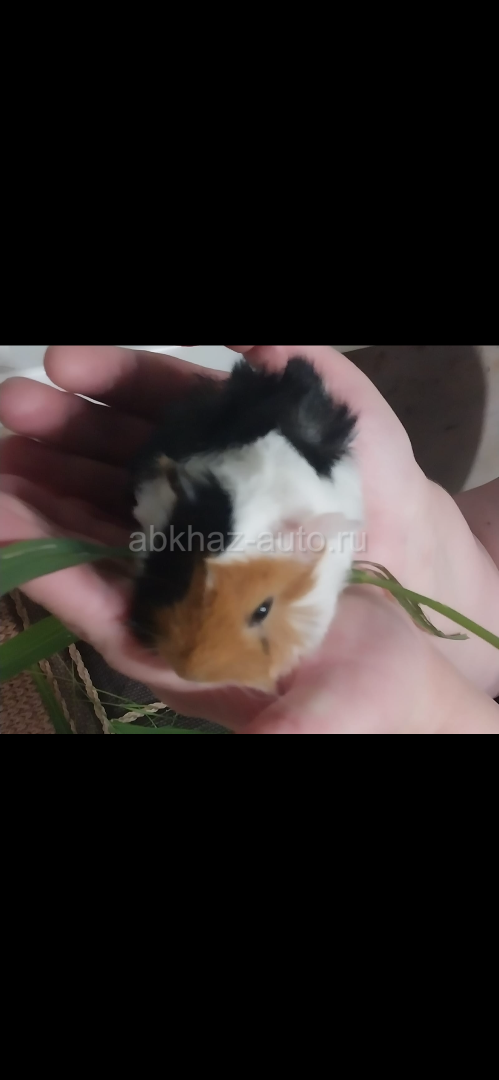 Морская свинка
