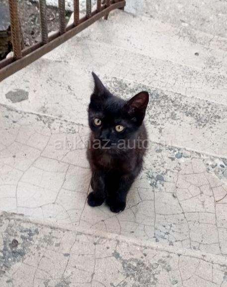 Черный котенок в хорошие руки