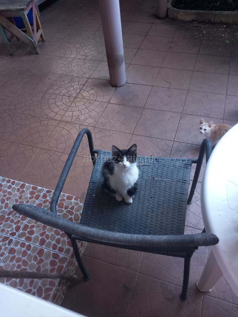 Два мальчика котёнка