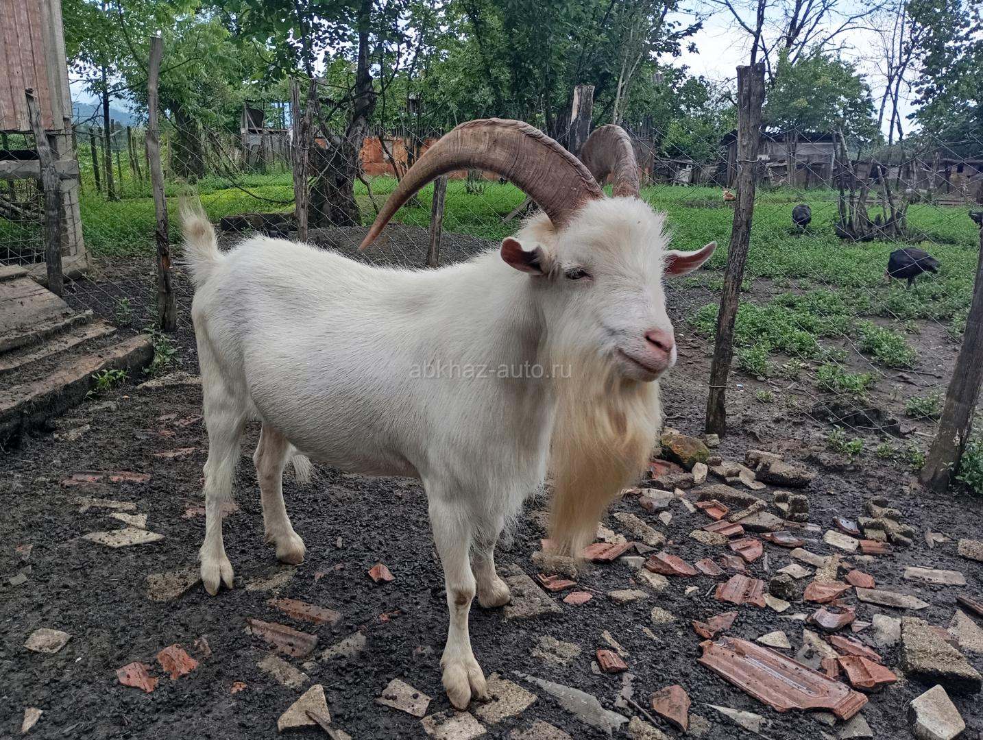 Козёл