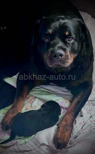 Щенки ротвейлера