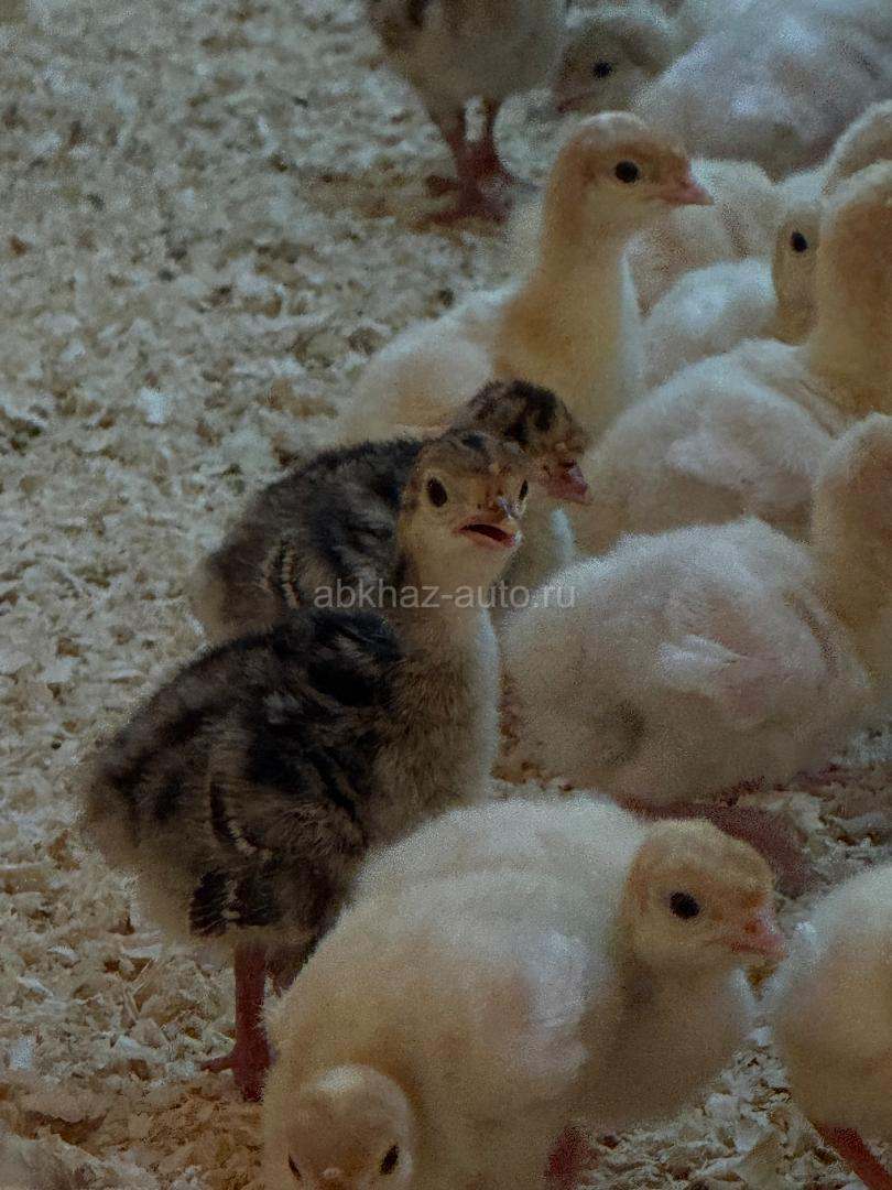 Индюшата, петухи, цыплята
