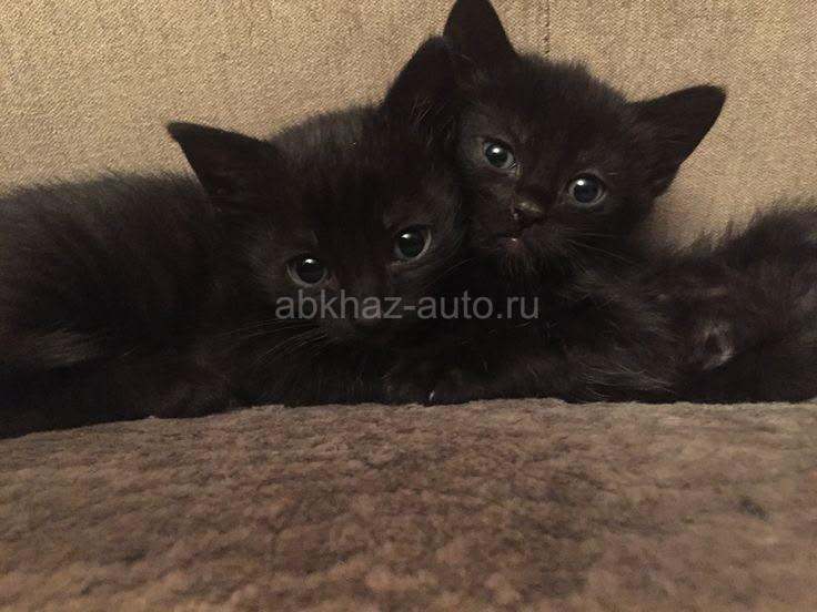 Два котенка мальчик и девочка