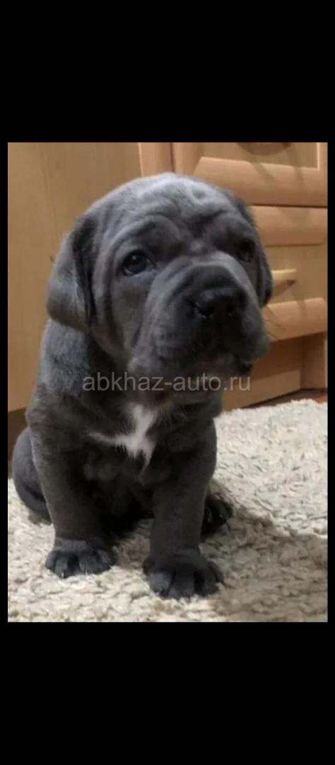 Щенки Коне Корсо
