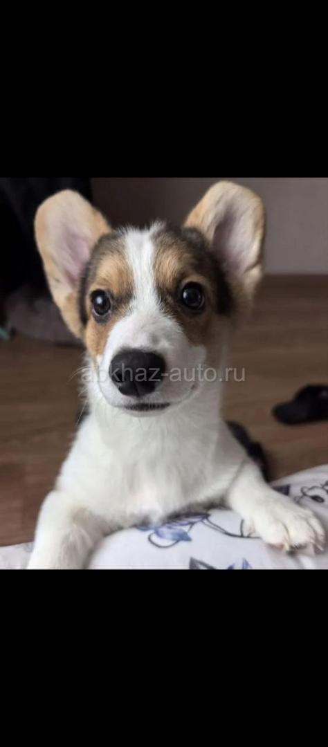 Щенки вельш корги пемброк