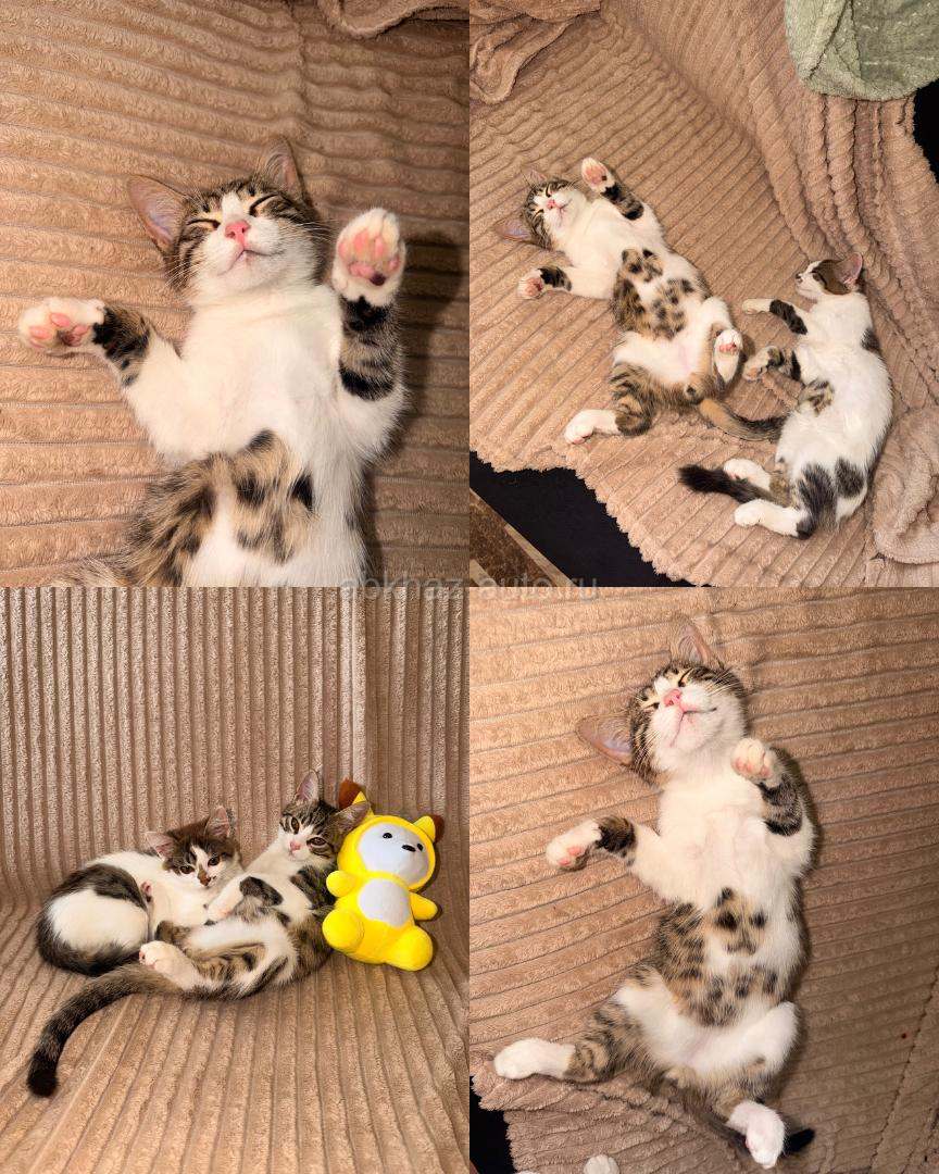 Котята в добрые руки