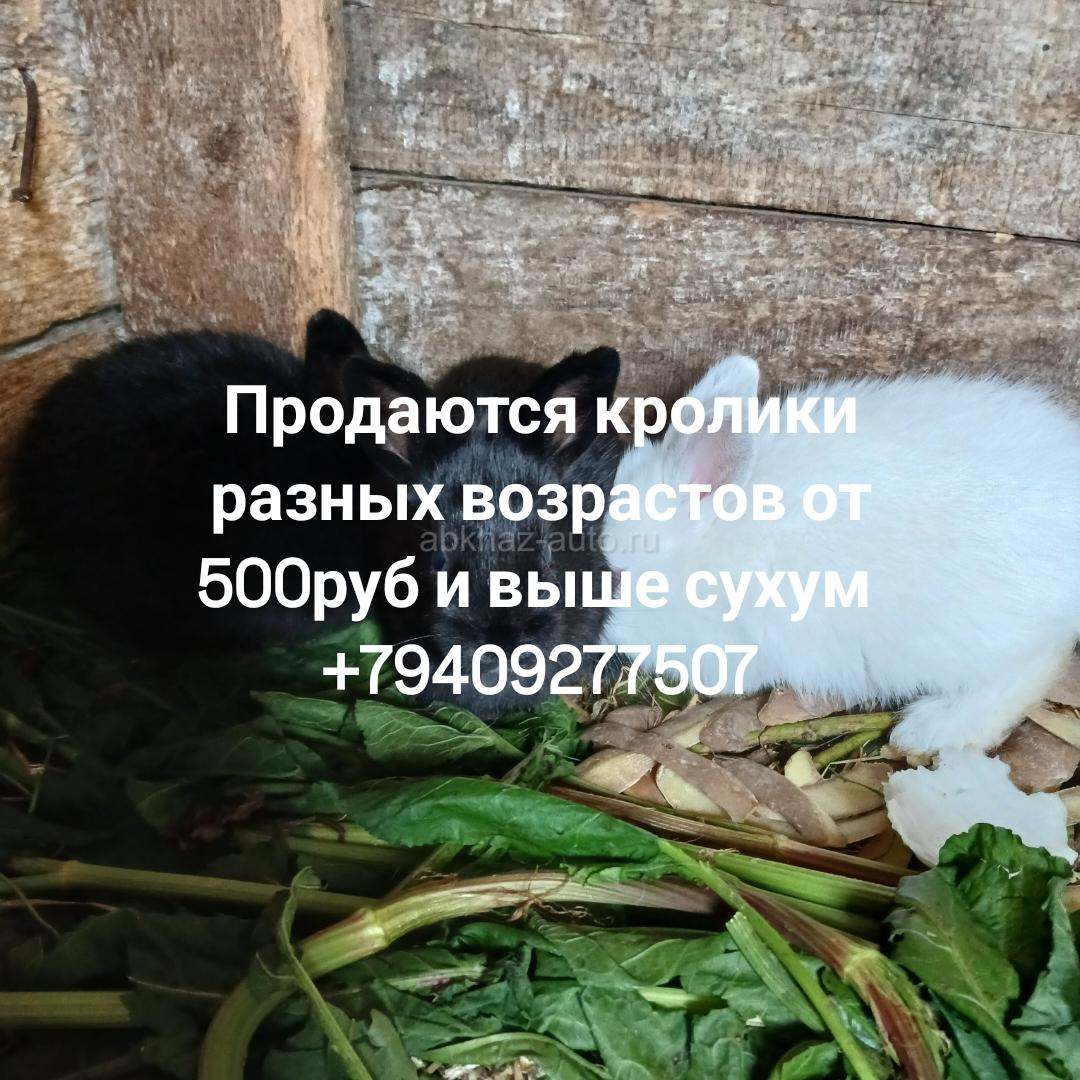 Кролики разных возрастов