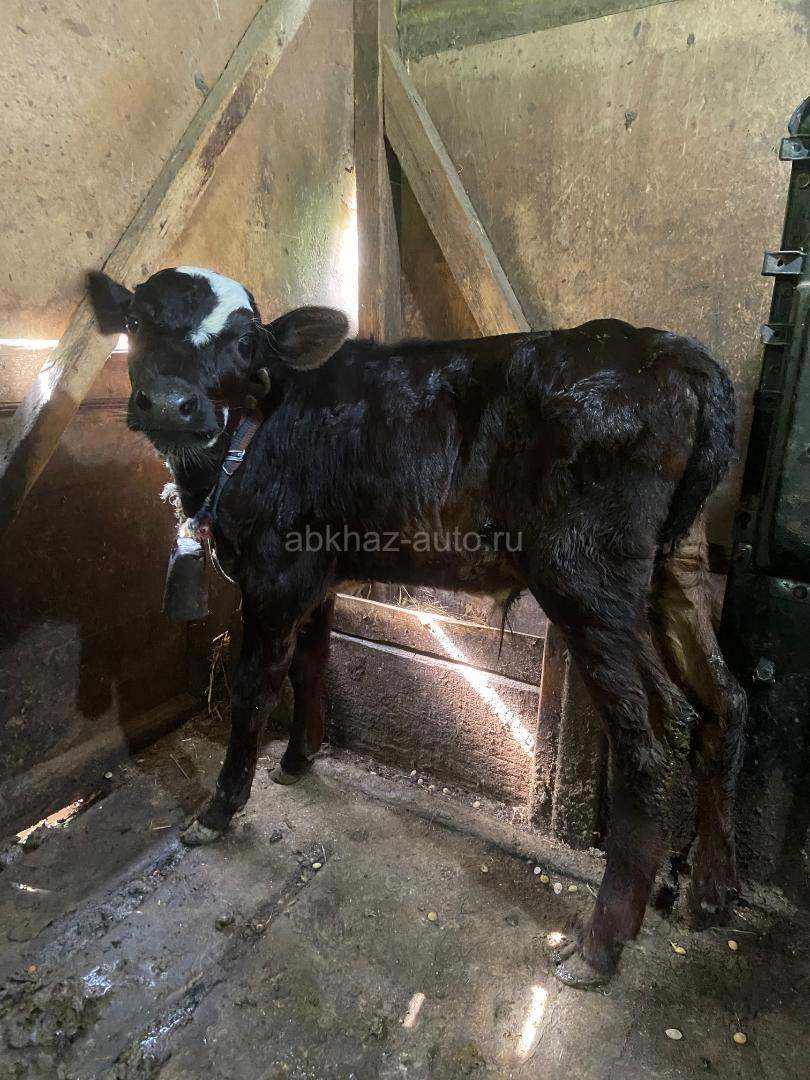 Телята, 1 мальчик и 3 девочки