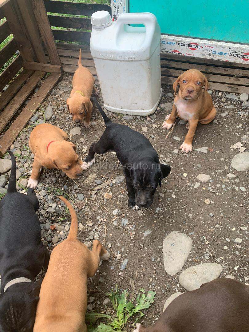 Пойнтер