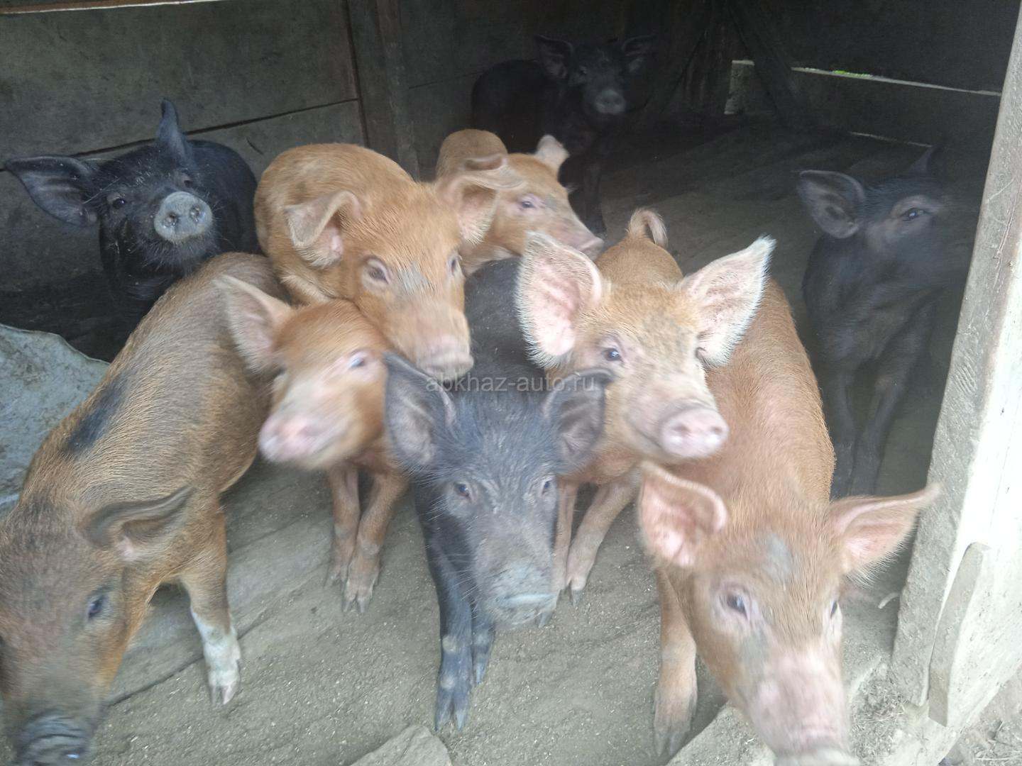 Поросята