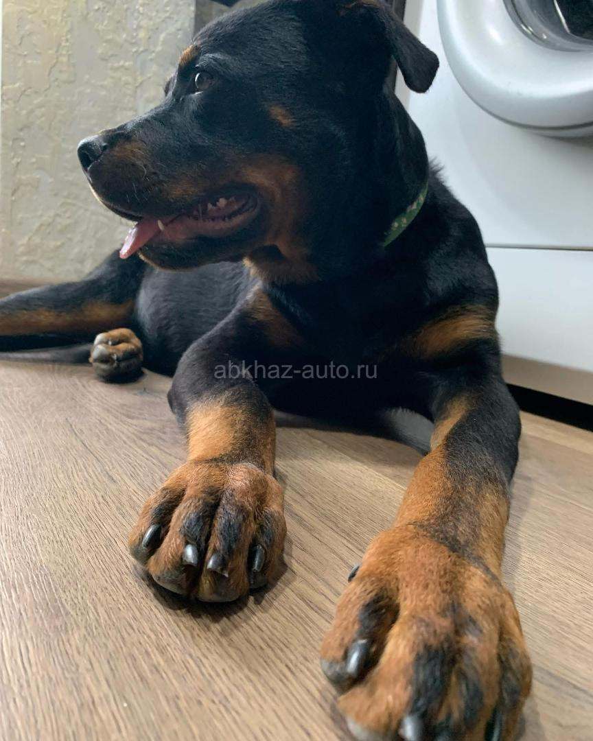 Щенок королевского ротвейлера