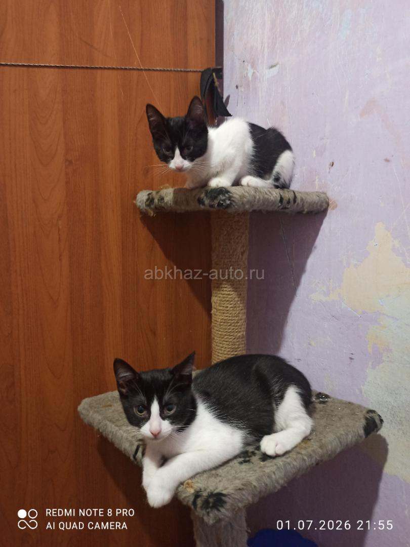 Котята 3 месяца