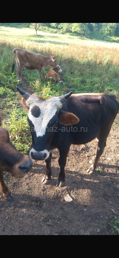 Бычки и козы