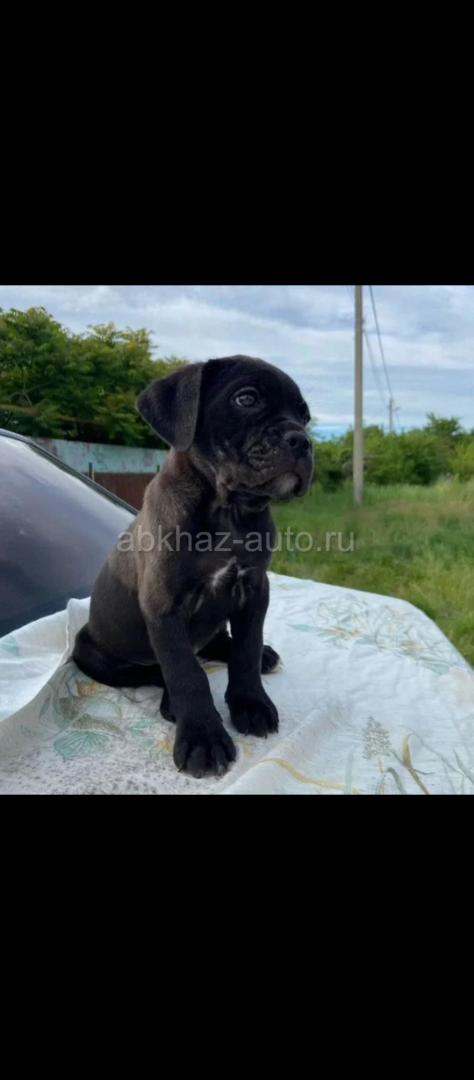 Щенки Кане Корсо