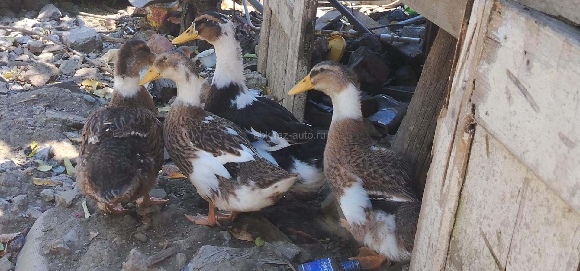 Утки домашние