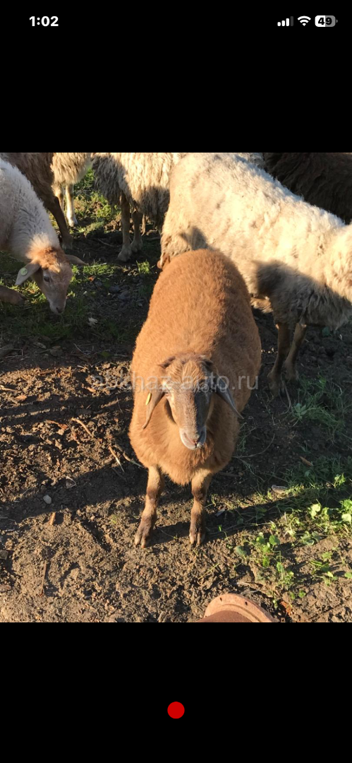 🐑🐑🐑