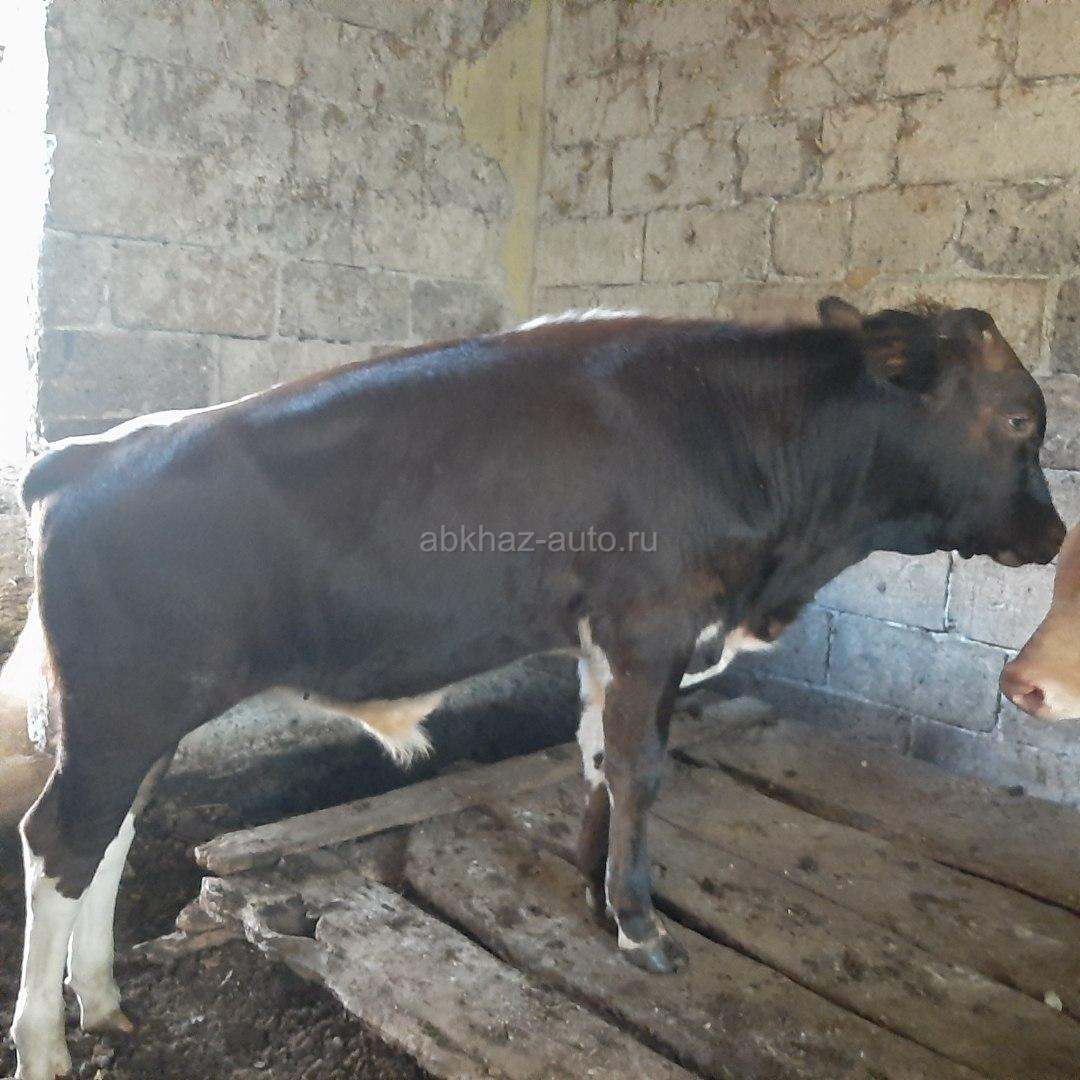 Продаётся породистый бычок